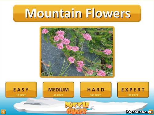 Mountain Flowers